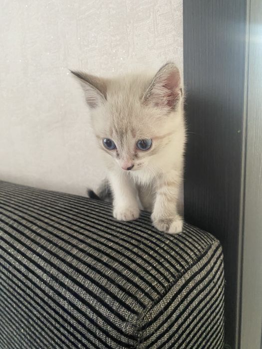 Отдам котенка девочеку в добрые руки