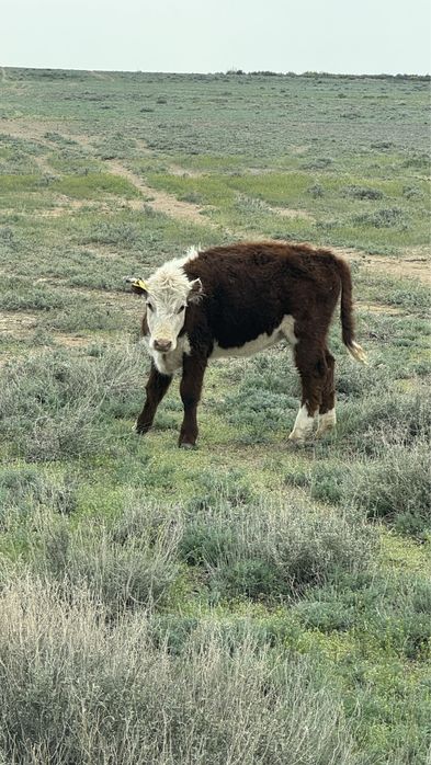 Продаются телята годовалые