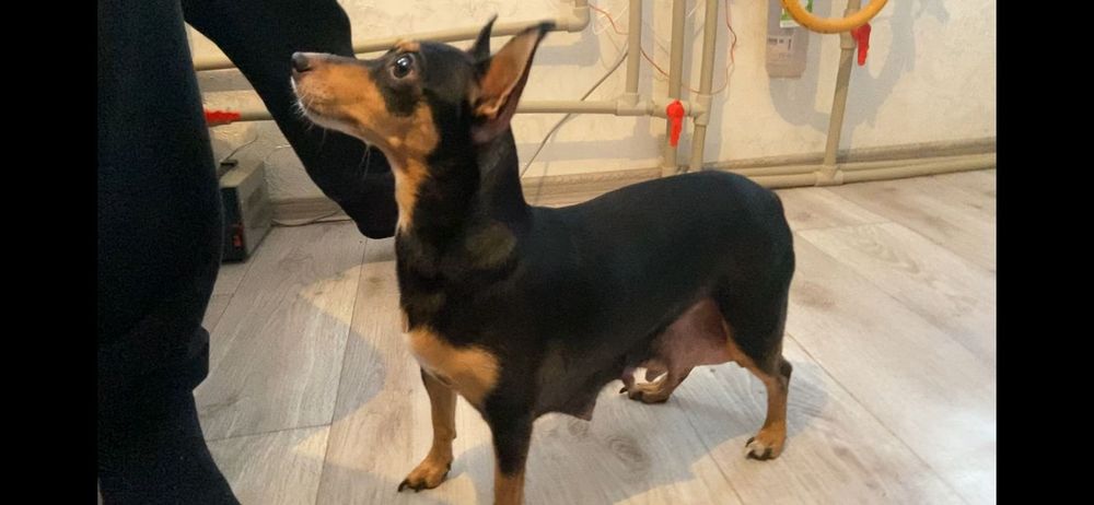 ЦвергПинчер шенки