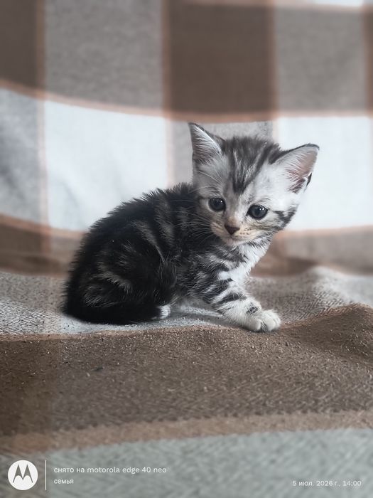 Продам шотландских котят