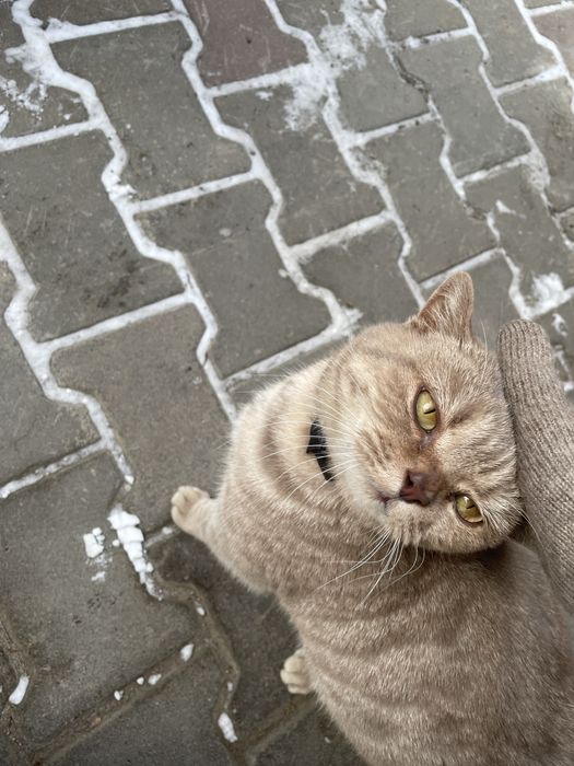 Ищем хозяйна, кошки! Породистая, короткошерстная, серая