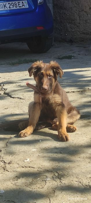 Немецкая овчарка