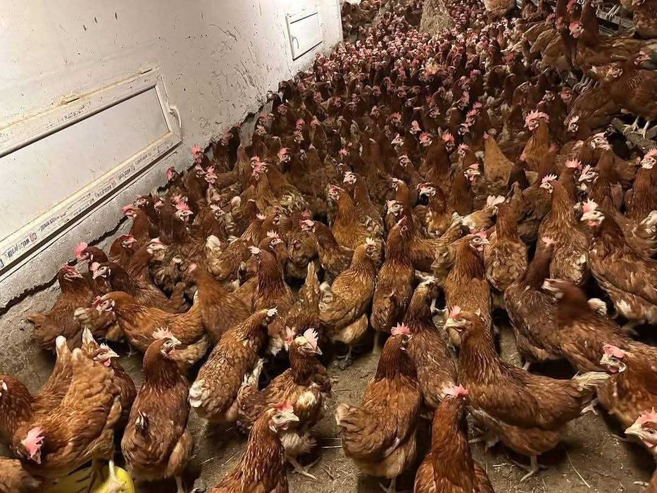 Gaini albe de carne si rosii de oua