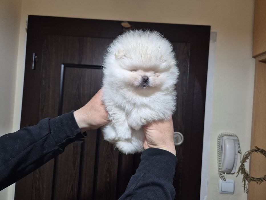 Померан бяло момче