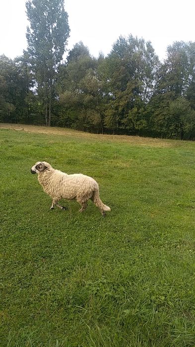 Se vând doi berbeci grași