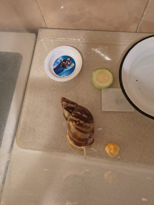 Подарявам африкански охлюв