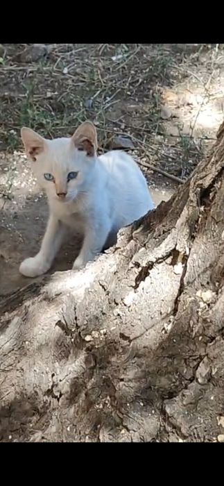 Котята из подвала!