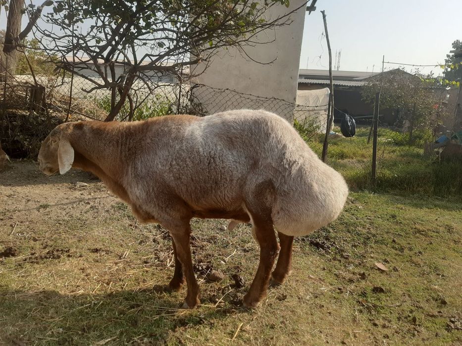 Qo'y sotiladi Zotli qo'y