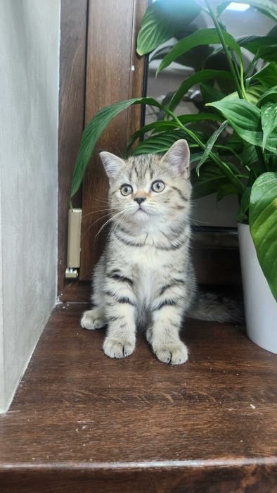 Кошка продаётся.