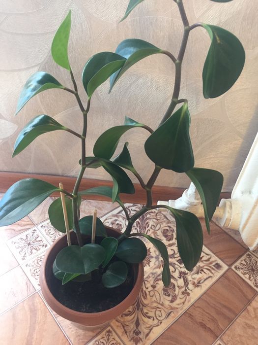 комнатные цветы