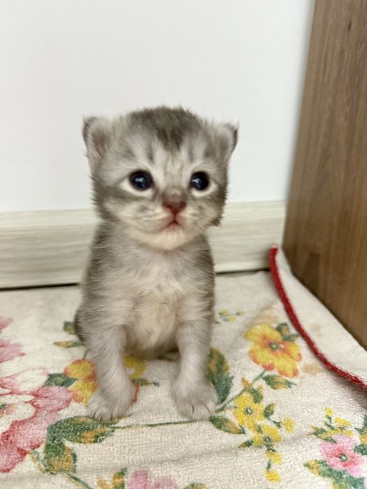 Бртаниский шиншила