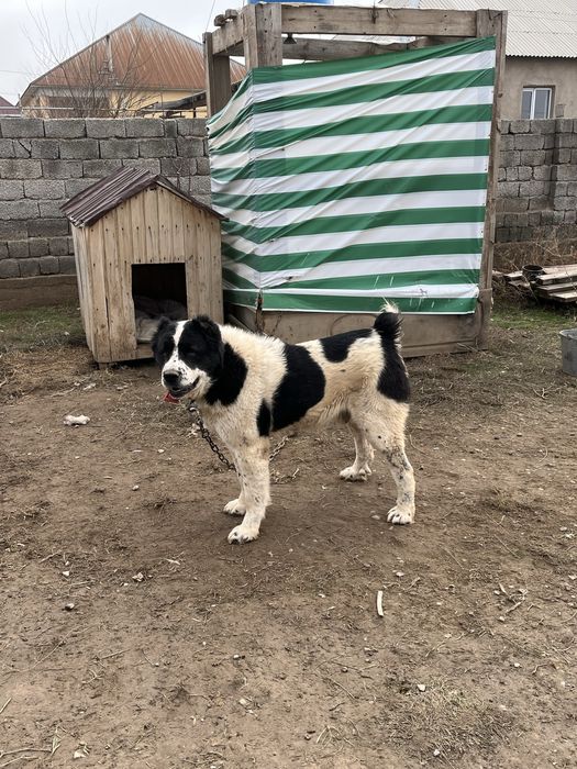 Боец сатылады жасы 3те