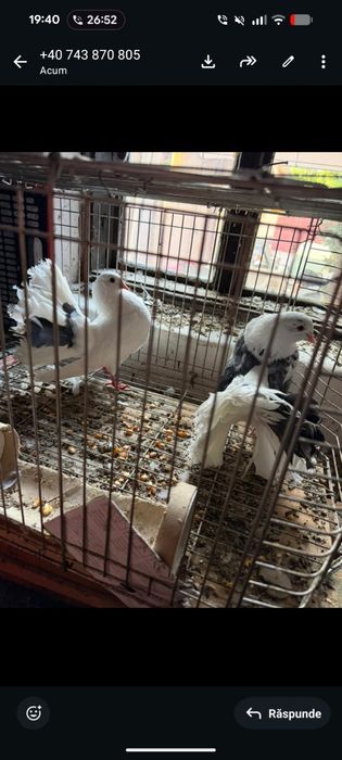 Vând găini și porumbei