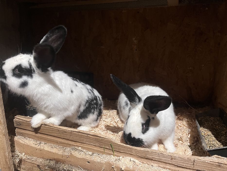 Iepuri metis fluture german