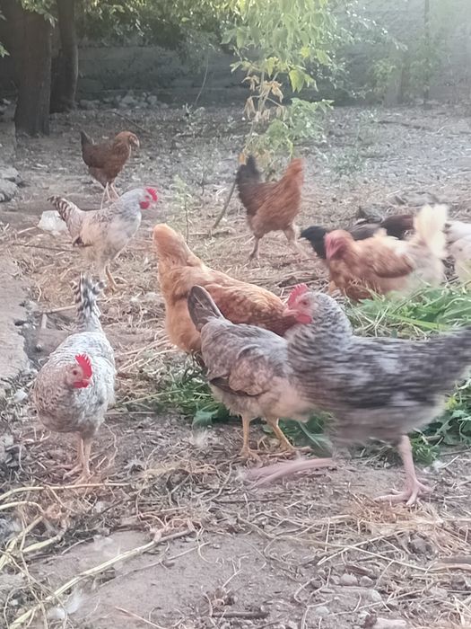 Продам цыплят и курей