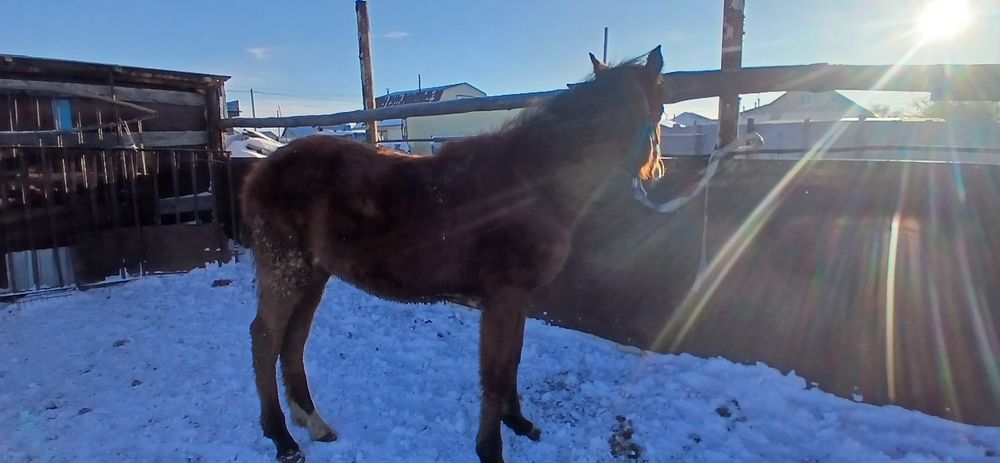 Продам жабагы полукровка