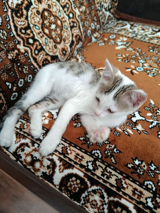 ОТДАДИМ КОТЕНКА!!! В хорошие и любящие руки ...