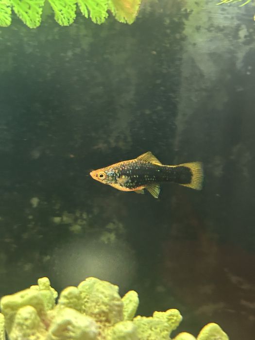 Метченосец  сатылады