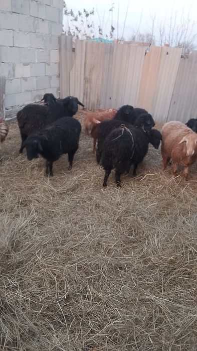 Продам кошкарчиков оптом срочно