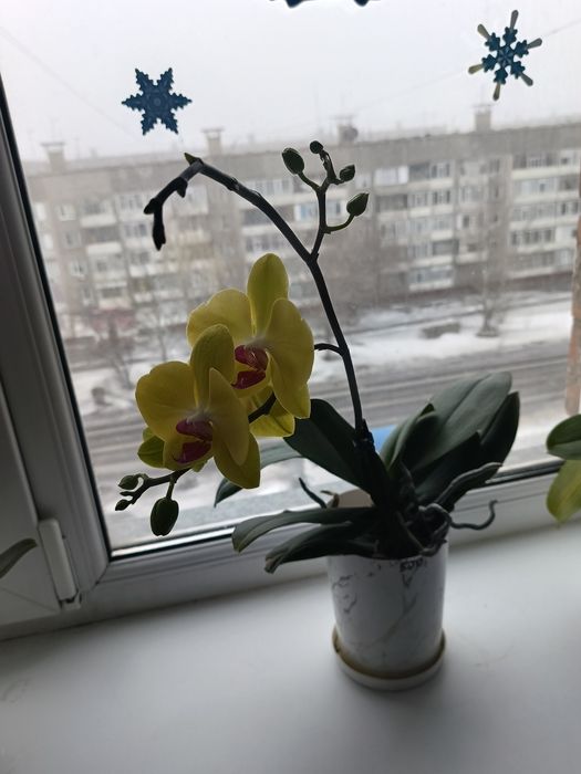 Продам орхидею 6000