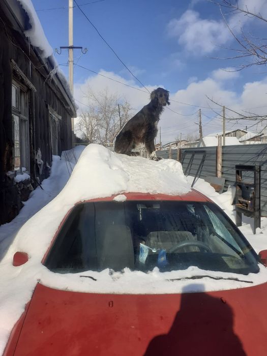 Казаская Тазы  скоросная