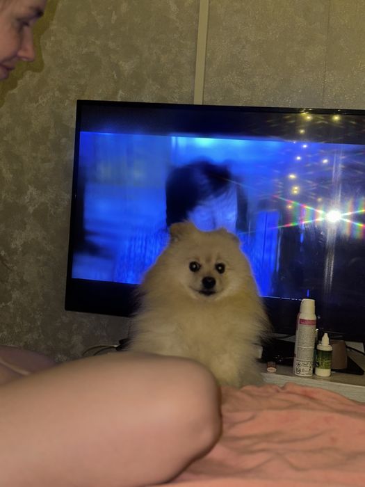 В Продаже шпиц 2 года