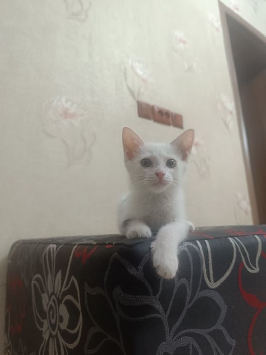 Мыргаулар, котята