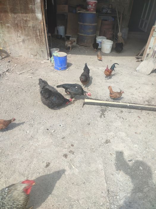 Продам Курей петухов