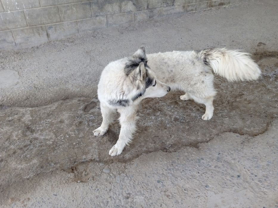 hatiko it kafolati bila