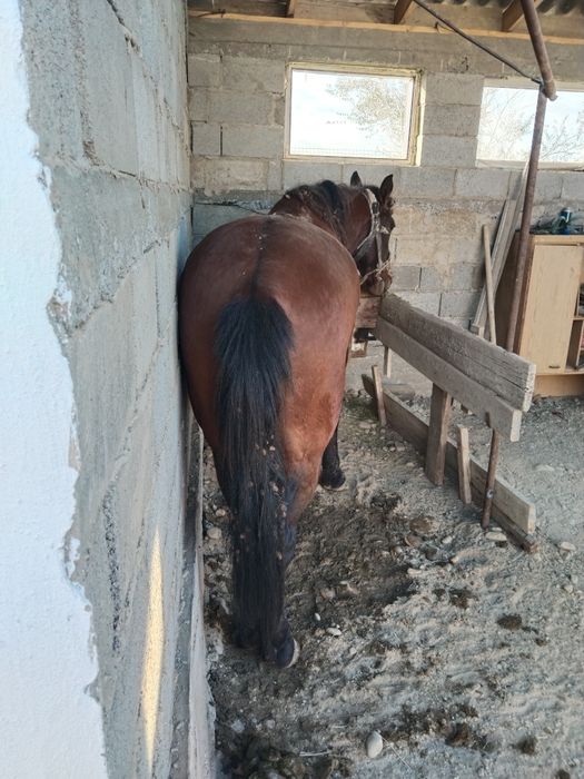 төрт аяғында жалаңаш әйел