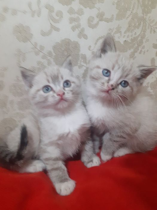 Продам шотландских котят.