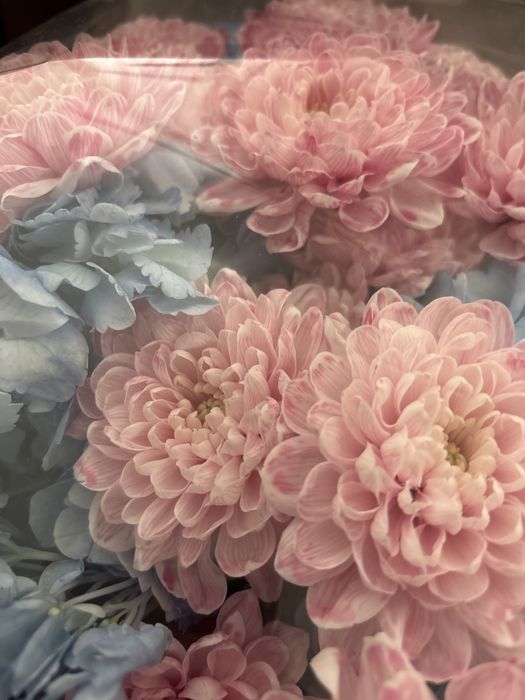 Свежие цветы, гүл