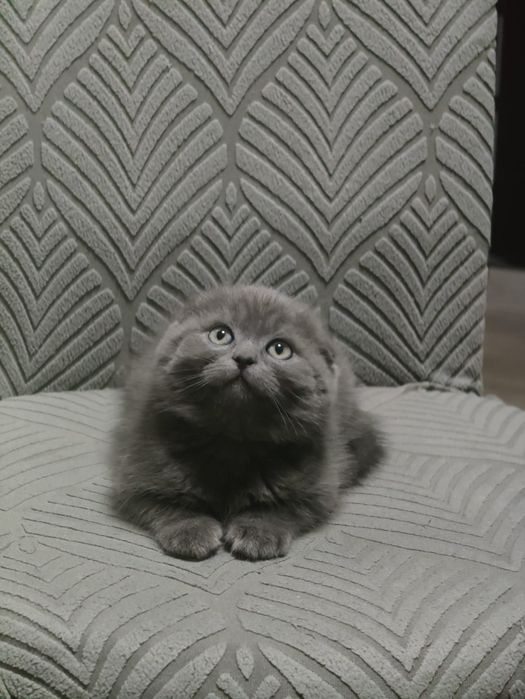 Скоттиш Фолды Голубые Плюшевые