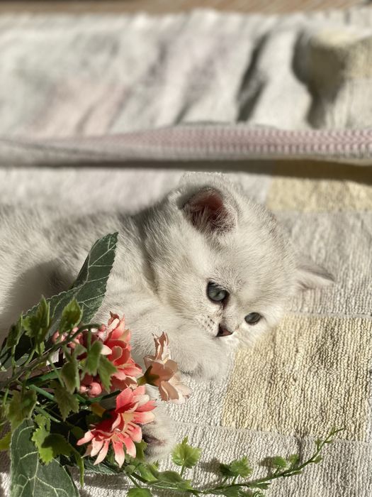 Клубный котик скотиш страйт