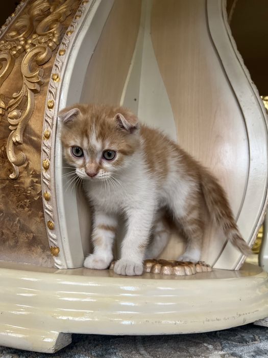 Котята скотиш фолд