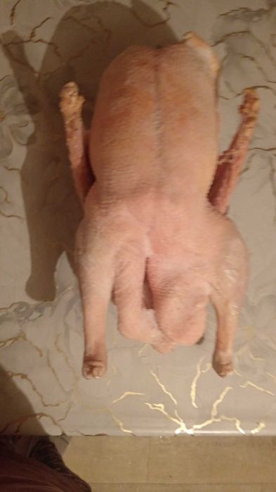 Продам гуси домашние