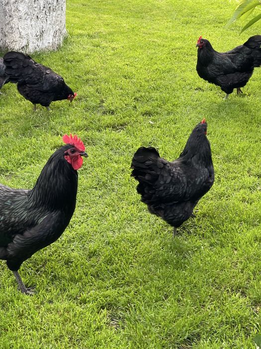 Australorp   Negru