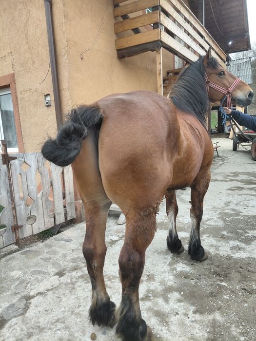 Cal castrat de vanzare inhamat tot