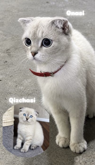 Shotlandskiy scottish fold