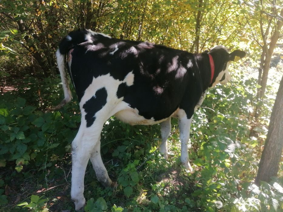 Vițea Bălțată cu Holstein (1 an, ~200 kg) – crescută natural