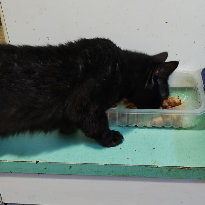 URGENT! Donez Motan Rămas Fără Stăpân În Căutare De O Persoană Serioasă Și Afectivă