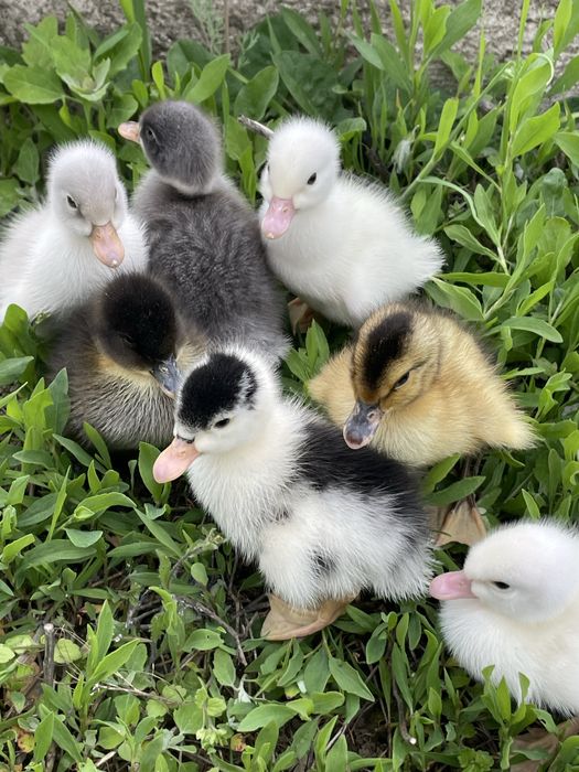 Boboci de rata polara romaneasca si pekin
