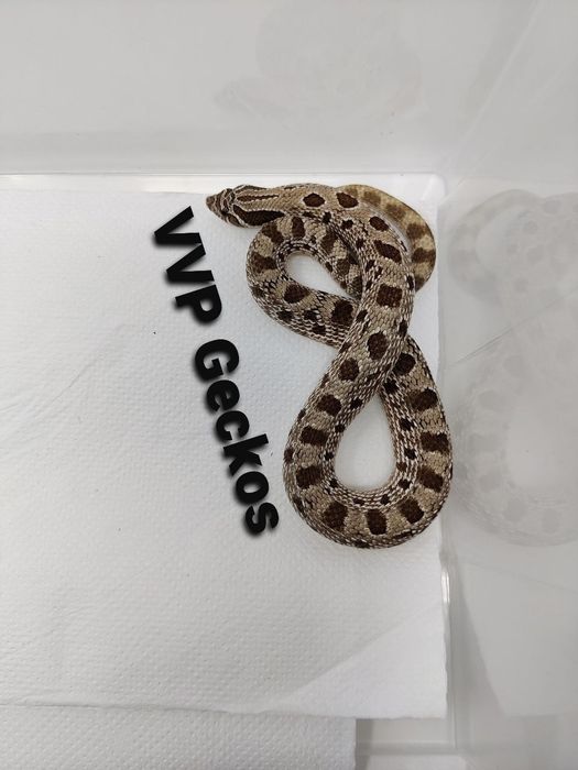 Свиненоса Змия / Heterodon nasicus