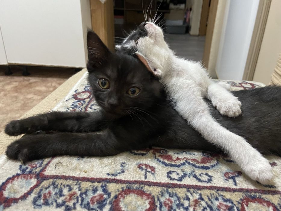 котёнок (кот / он) бесплатно