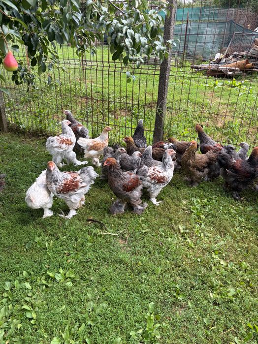 Brahma rotgesattelt și herminat închis