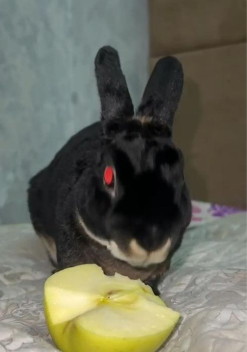 Продам  домашнего кролика