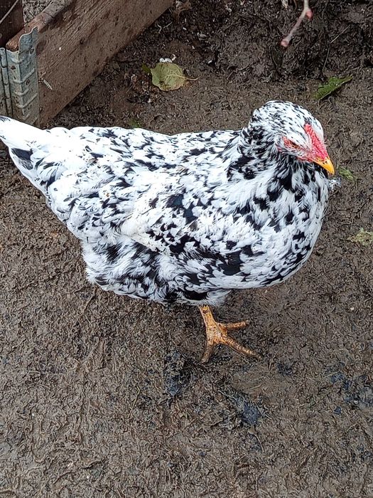 Vând oua pt incubat