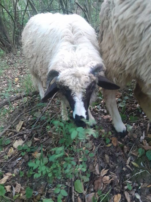 Vând un mior și 5 noatini
