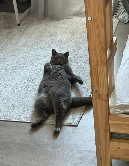 Отдам в добрые руки кошечку 4 лет