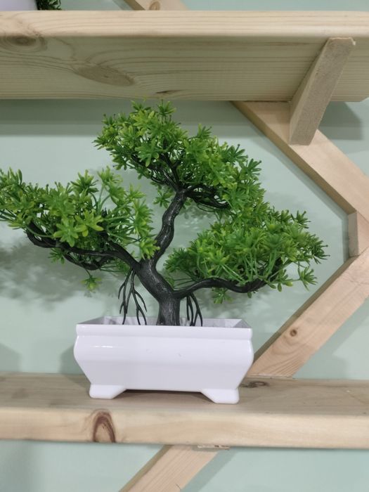 Декоротивные деревья , бонсай